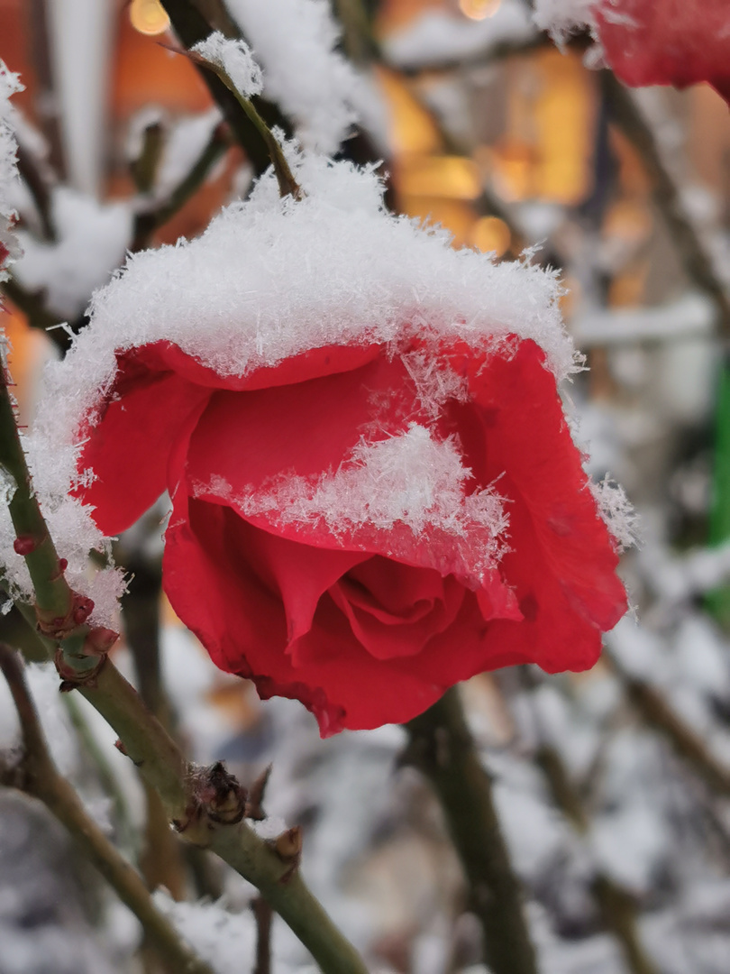 Blühen gegen den Frost