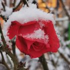 Blühen gegen den Frost