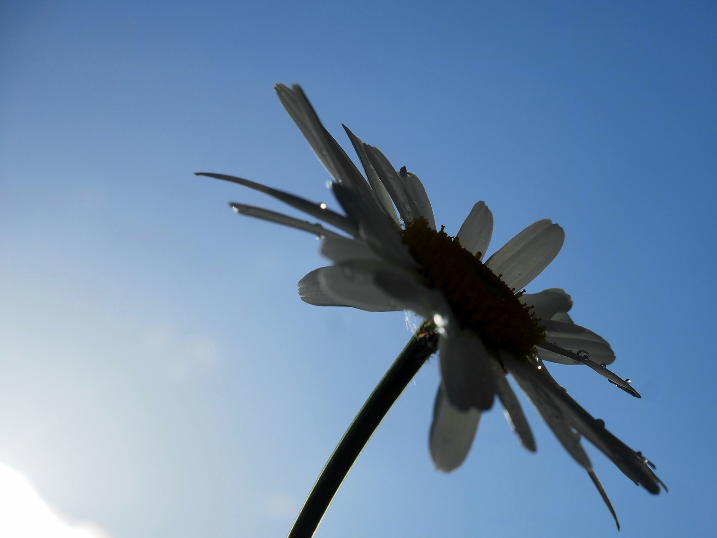 Blühen im Garten IV