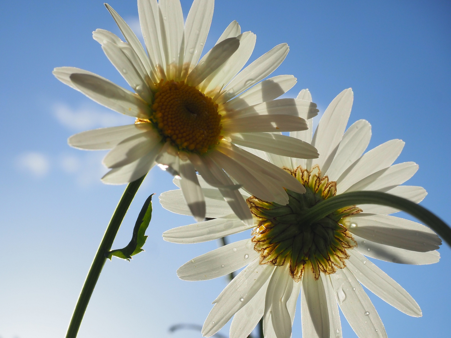 Blühen im Garten V