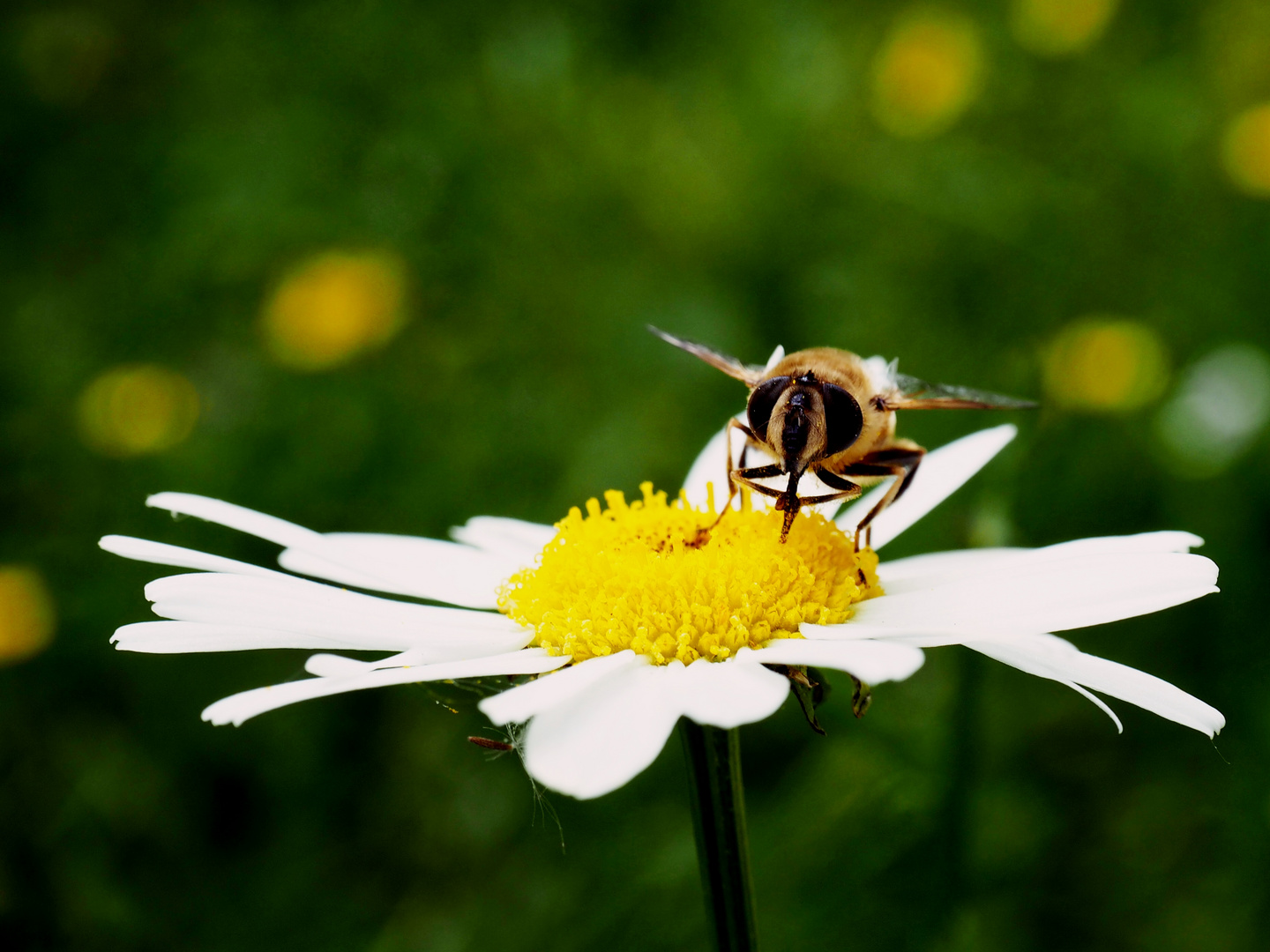 Blühen im Garten VI