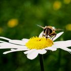 Blühen im Garten VI