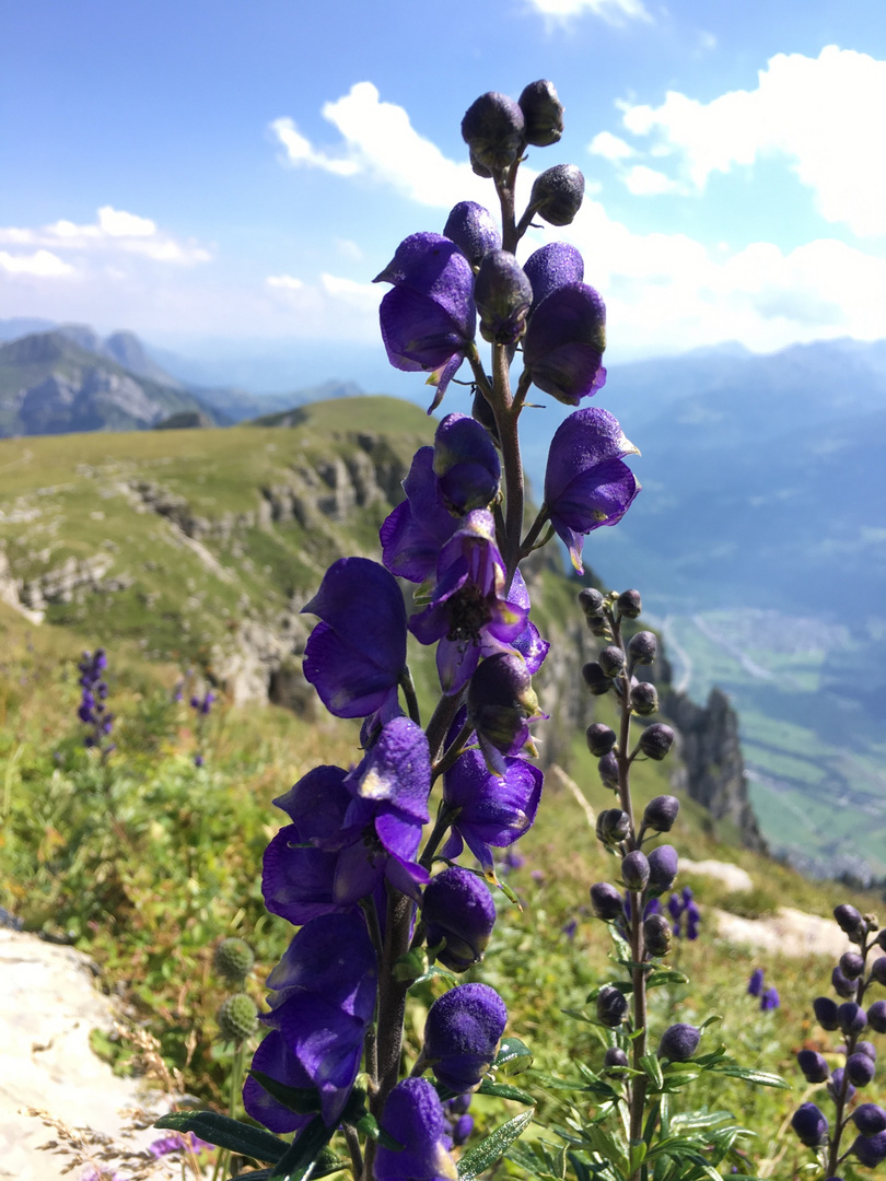  Blühen im Gebirge