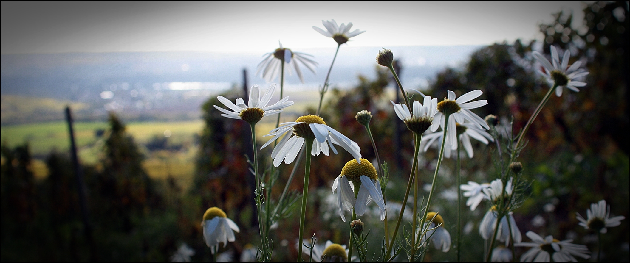 Blühen mit Ausblick