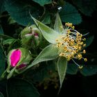 "blühen - verblühen" -- Ewiger Kreislauf der Natur!