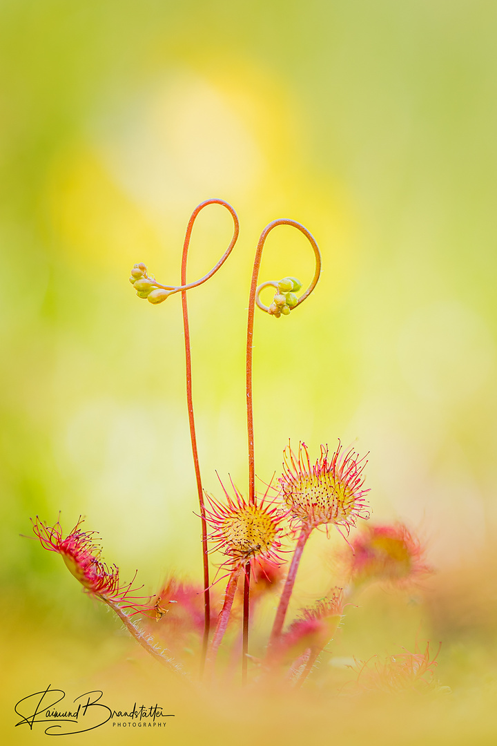 "blühend / blooming"