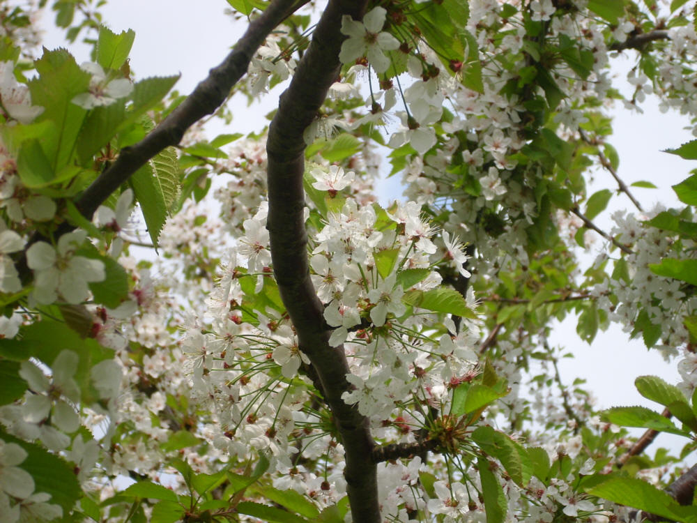 Blühend blühende Blüte