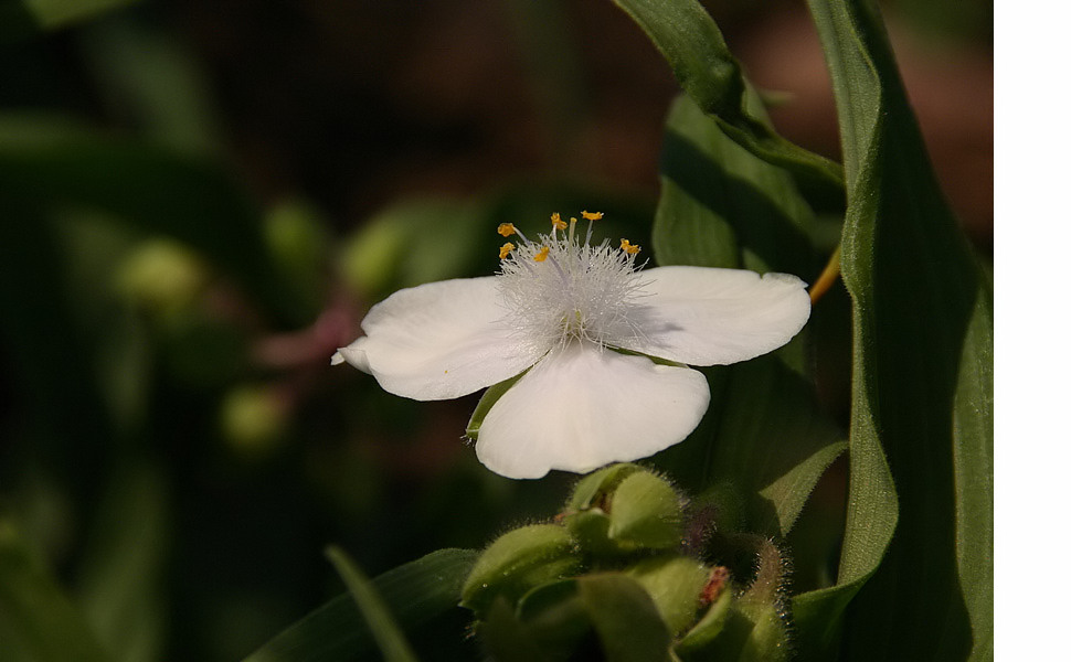 Blühend