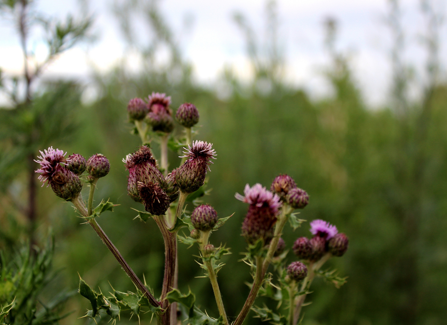   Blühende Acker-Kratzdistel (Cirsium arvense),