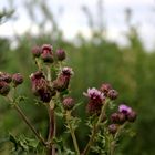   Blühende Acker-Kratzdistel (Cirsium arvense),