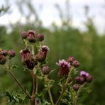   Blühende Acker-Kratzdistel (Cirsium arvense),