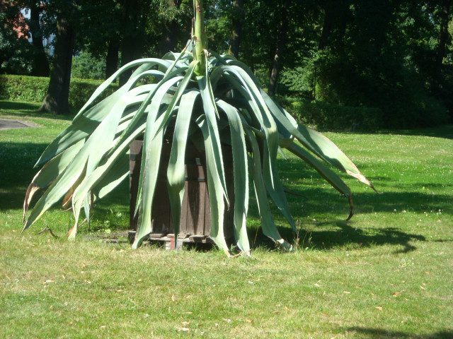 Blühende Agave 2