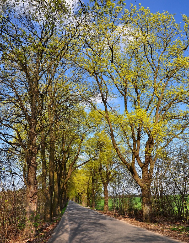 Blühende Ahornallee im Frühling....