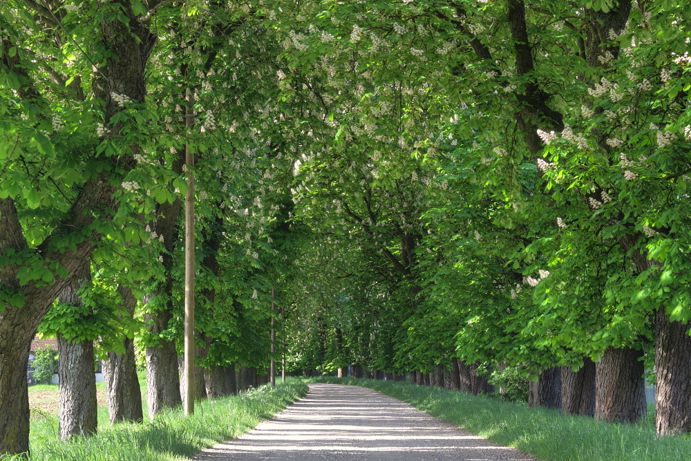 blühende Allee bei Germering