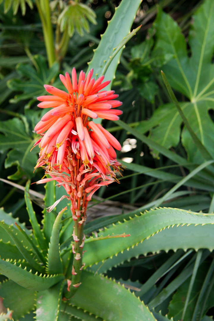 blühende Aloe