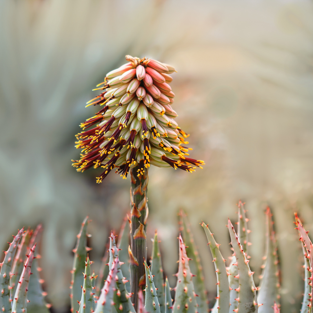 Blühende Aloe