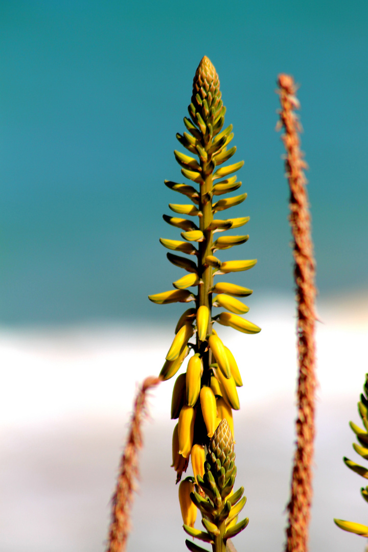 blühende Aloe Vera