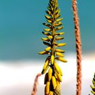 blühende Aloe Vera