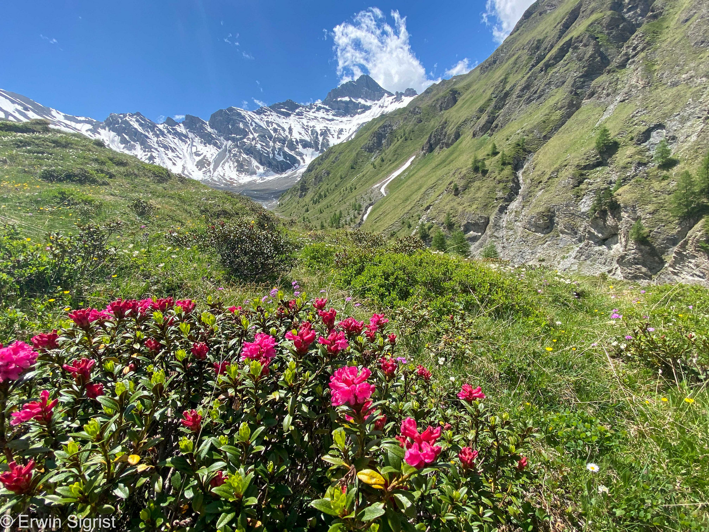 blühende Alpenrosen im Engadin