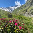 blühende Alpenrosen im Engadin