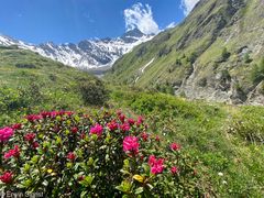 blühende Alpenrosen im Engadin