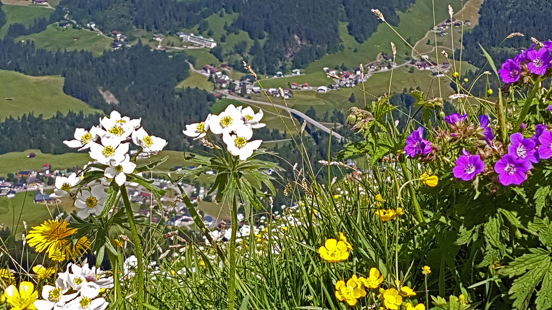 Blühende Alpenwiese