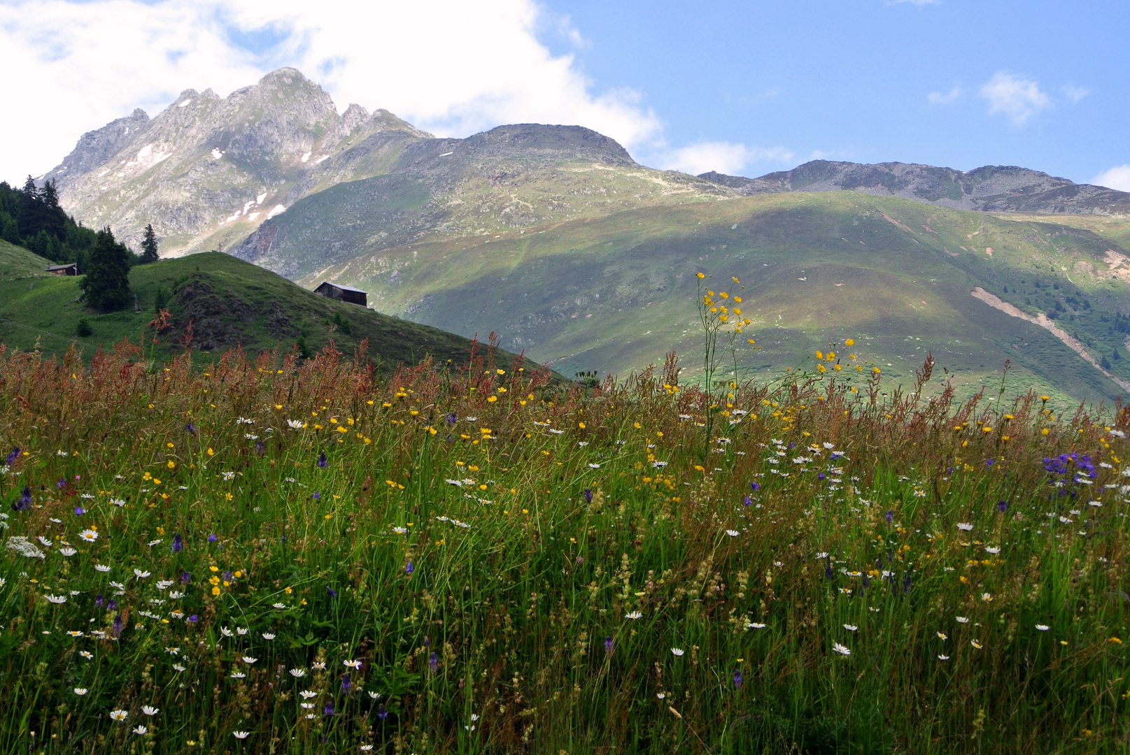 Blühende Alpenwiesen