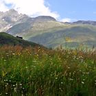 Blühende Alpenwiesen