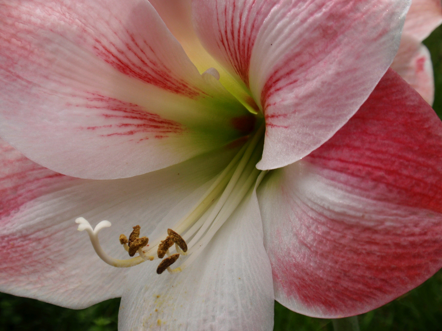 Blühende Amaryllis - Immer ein schöner Anblick