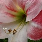 Blühende Amaryllis - Immer ein schöner Anblick