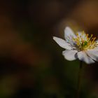 Blühende Anemone