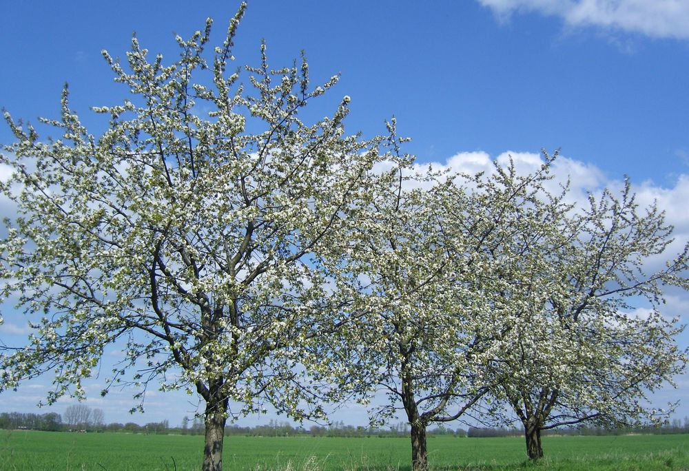 blühende Apfelbäume an der Palmse Foto & Bild jahreszeiten, frühling