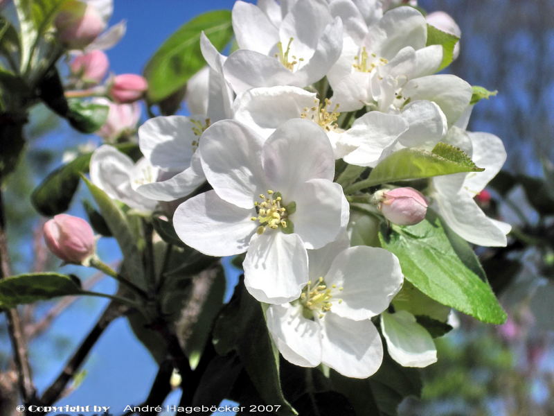 Blühende Apfelbaum Blüte I