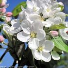 Blühende Apfelbaum Blüte I