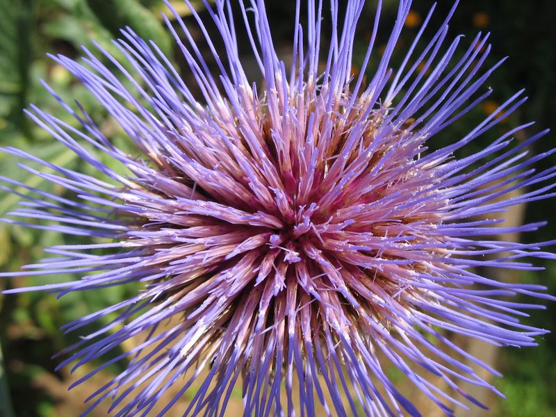 Blühende Artischocke (Cynara scolymus)