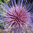 Blühende Artischocke (Cynara scolymus)