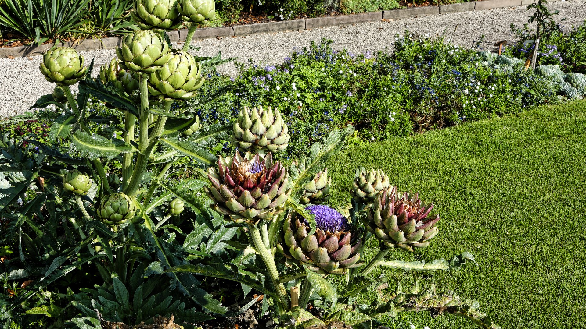 Blühende Artischocken im Schlosspark Weilburg a. d. Lahn