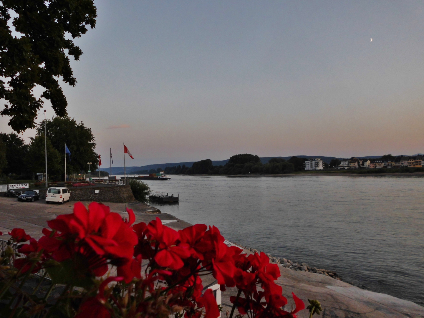 Blühende Aussicht auf den Rhein