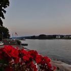 Blühende Aussicht auf den Rhein