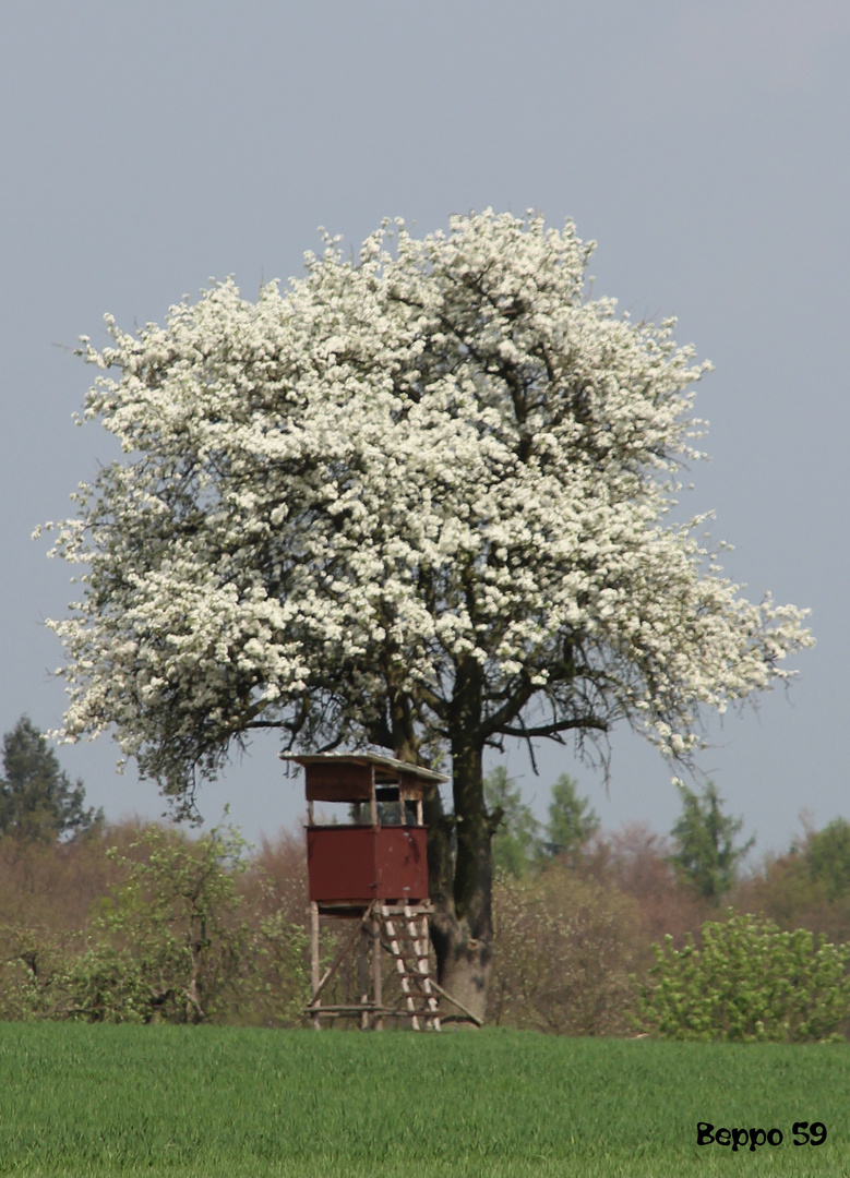 Blühende Aussichten