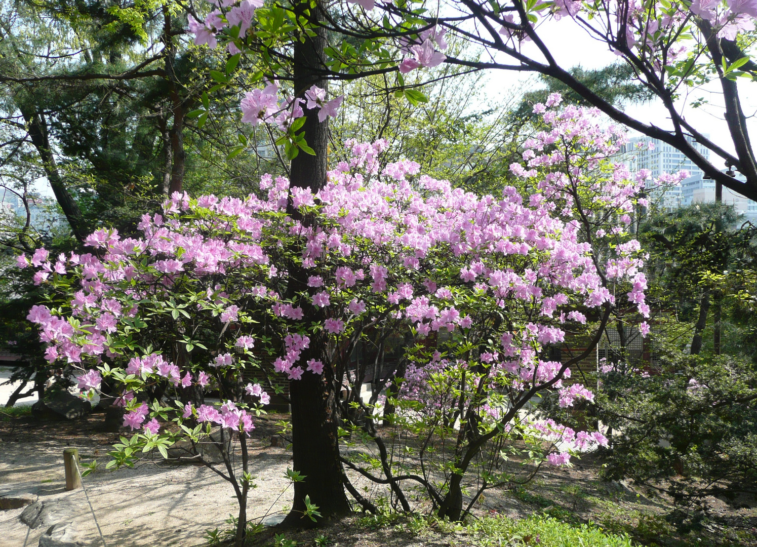 Blühende Azaleen - auch hier in Seoul ist jetzt Frühling!