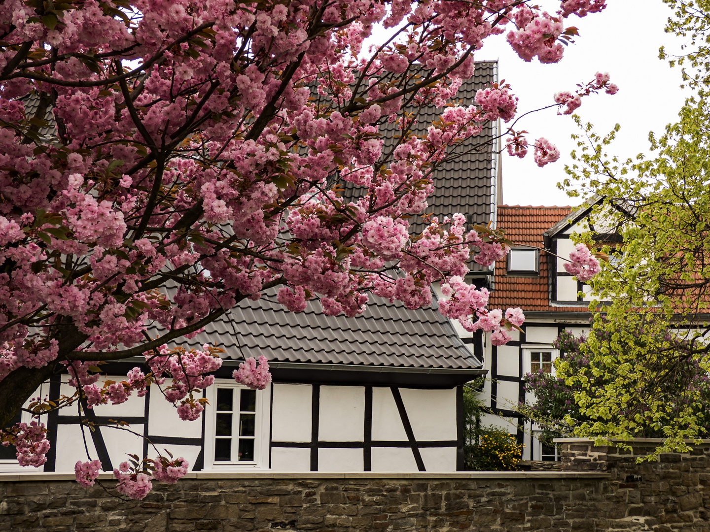 Blühende Bäume Foto & Bild frühling, blüten, deutschland Bilder