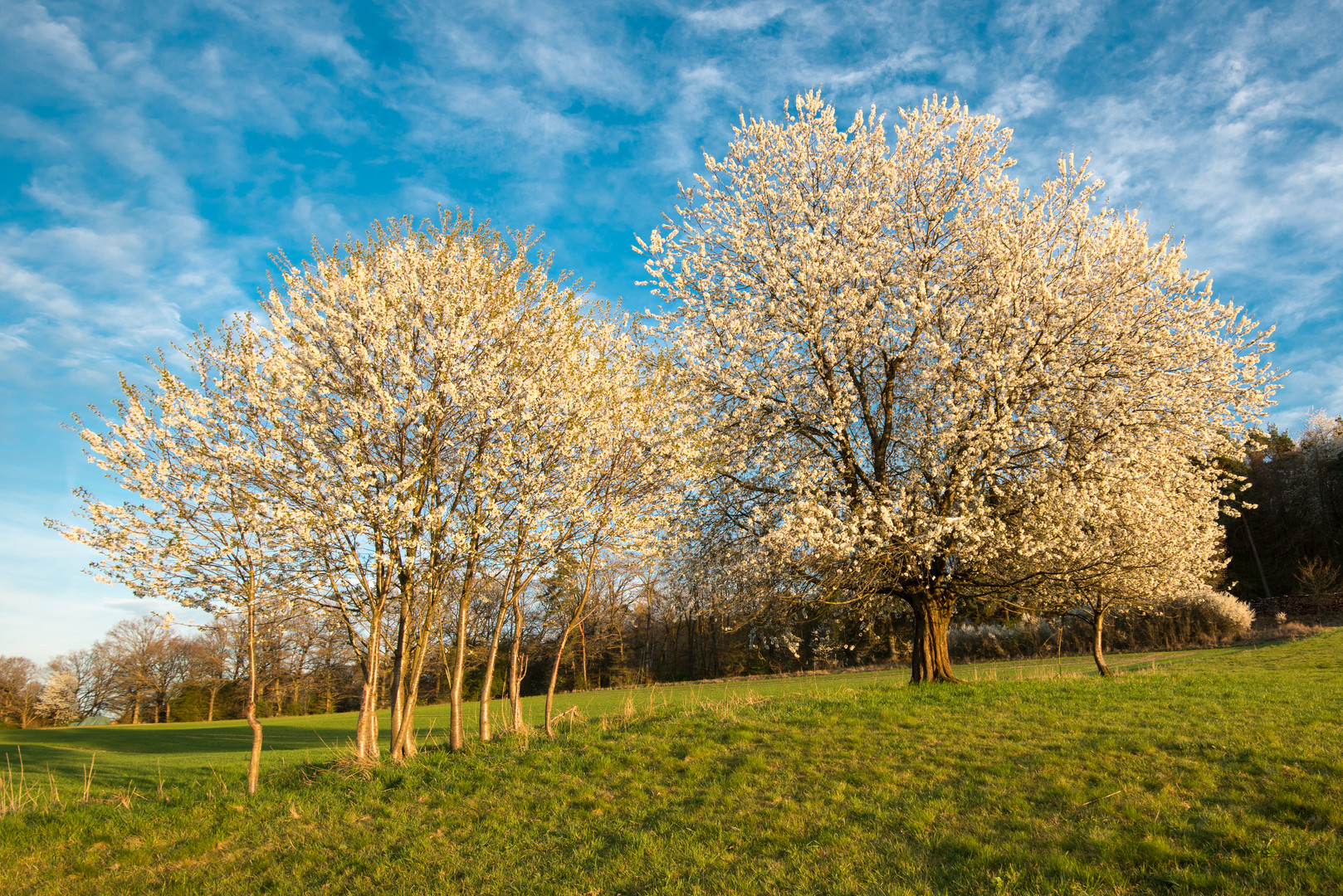 blühende Bäume Foto & Bild pflanzen, pilze & flechten, landschaft