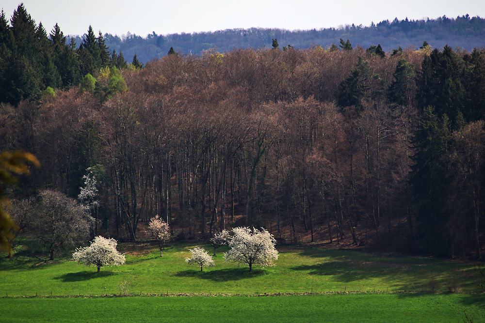 blühende Bäume