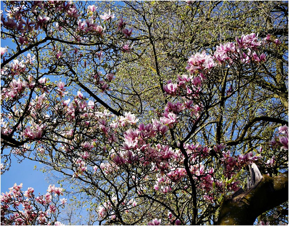 Blühende Bäume Foto & Bild natur, bäume magnolien Bilder auf