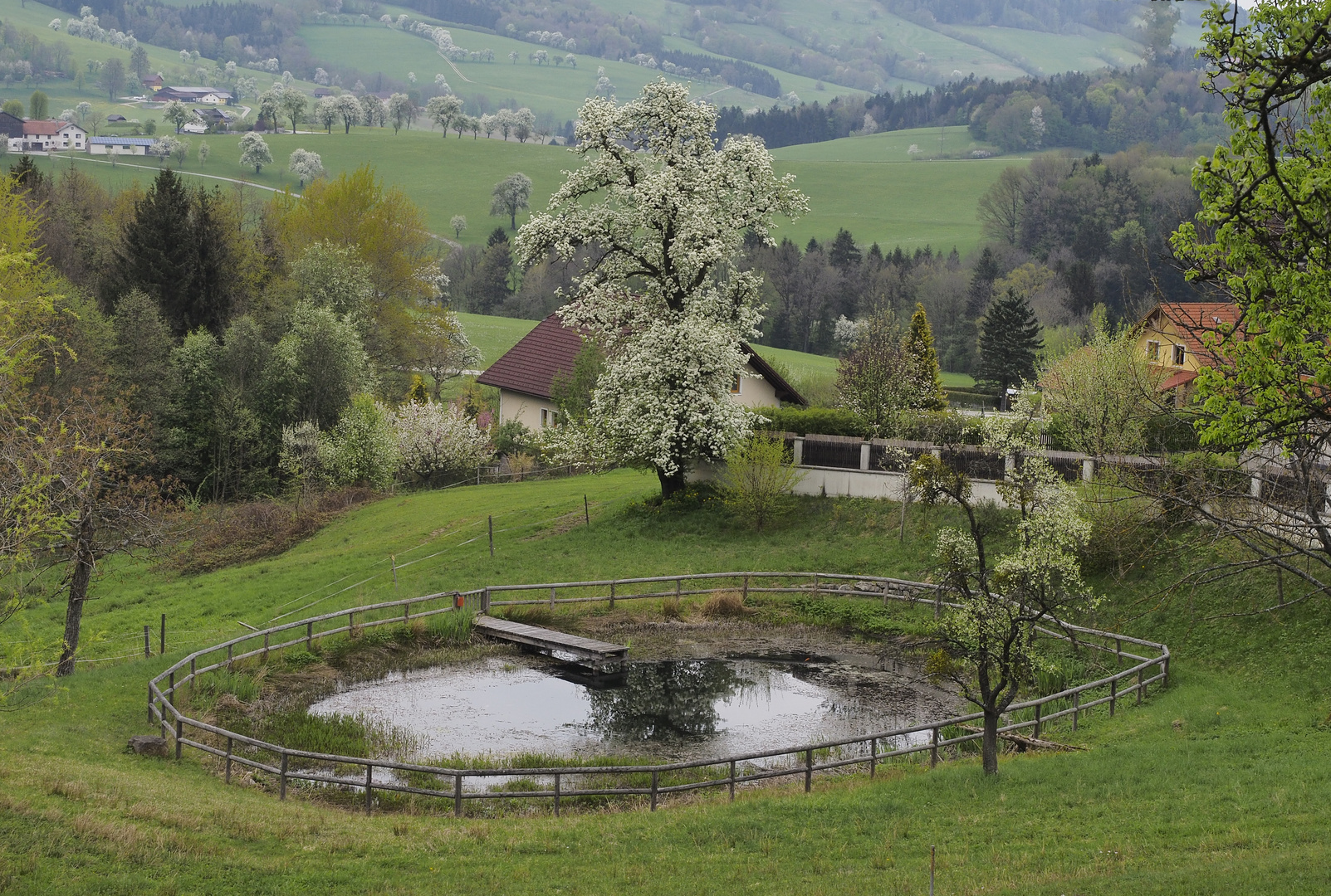 Blühende Bäume