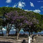 Blühende Bäume auf dem Castello de Sao Jorge