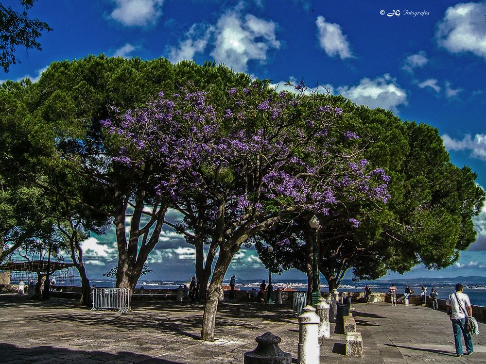 Blühende Bäume auf dem Castello de Sao Jorge