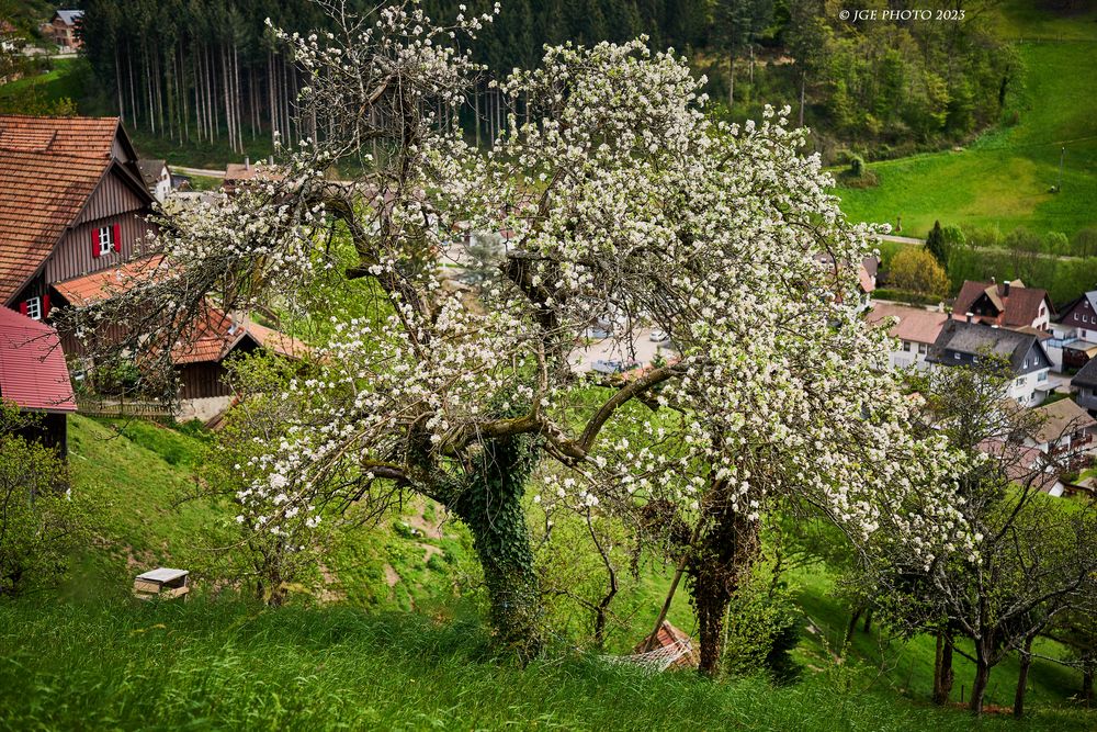 Blühende Bäume auf dem Mühlenweg Ottenhöfen