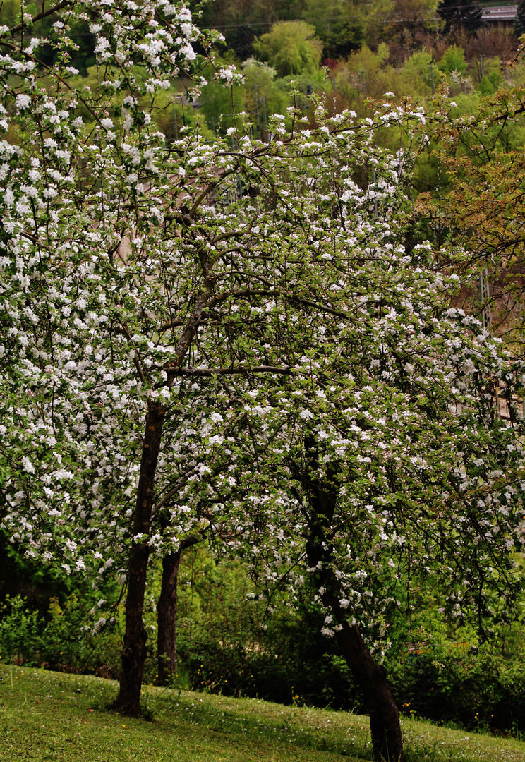 blühende Bäume